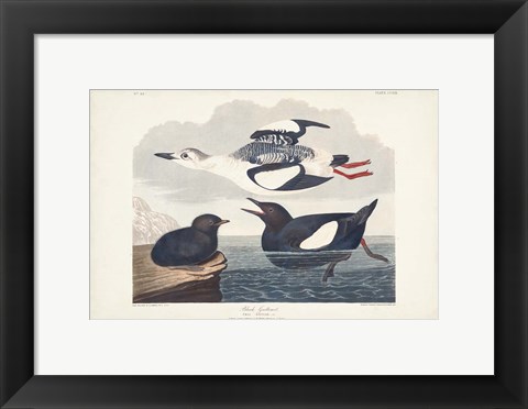 Framed Pl 219 Black Gillemot Print