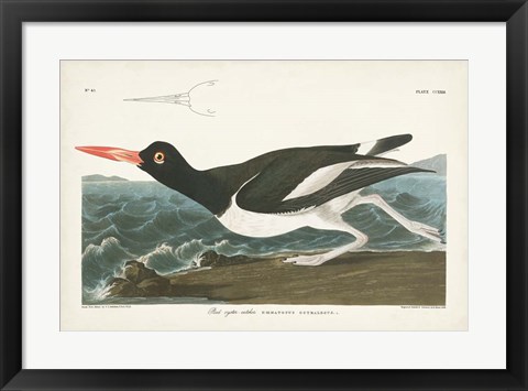 Framed Pl 223 Pied Oyster Catcher Print