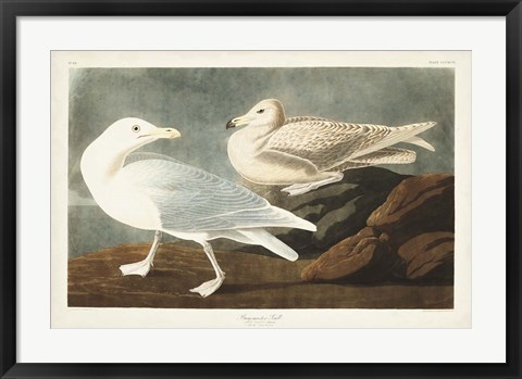 Framed Pl 396 Burgomaster Gull Print