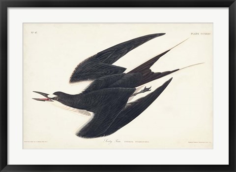 Framed Pl 235 Sooty Tern Print