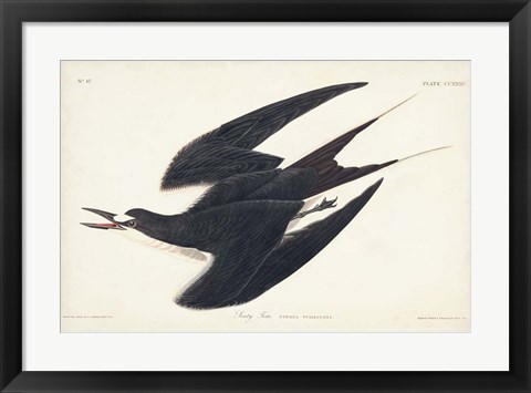 Framed Pl 235 Sooty Tern Print