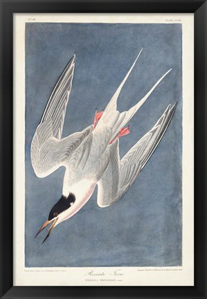 Framed Pl 240 Roseate Tern Print