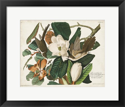 Framed Pl 32 Black-billed Cuckoo Print