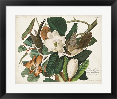 Framed Pl 32 Black-billed Cuckoo Print