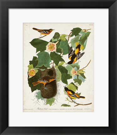 Framed Pl 12 Baltimore Oriole Print