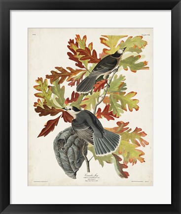 Framed Pl 107 Canada Jay Print