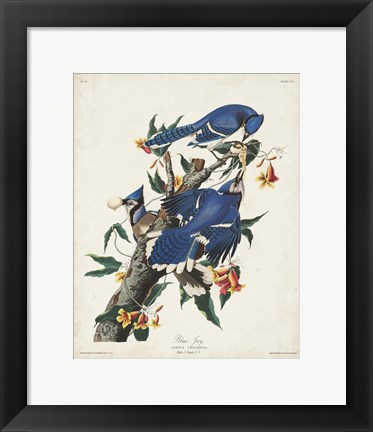 Framed Pl 102 Blue Jay Print