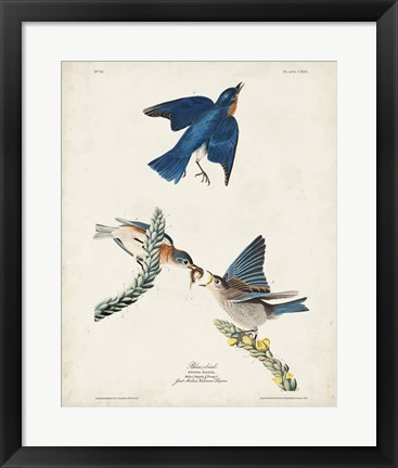 Framed Pl 113 Blue Bird Print