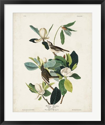 Framed Pl 118 Warbling Flycatcher Print