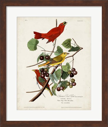 Framed Pl 44 Summer Red Bird Print