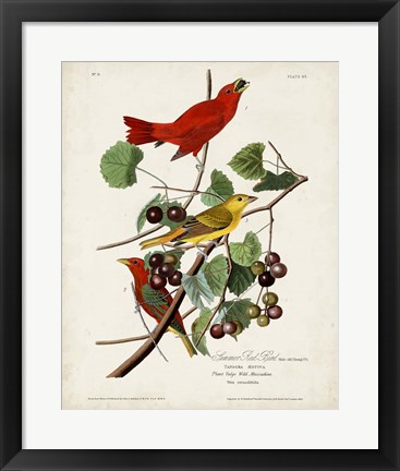 Framed Pl 44 Summer Red Bird Print