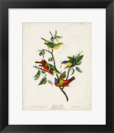 Framed Pl 53 Painted Finch Print