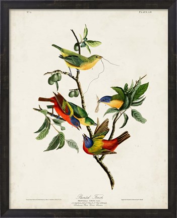 Framed Pl 53 Painted Finch Print