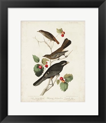 Framed Pl 419 Little Tawny Thrush Print