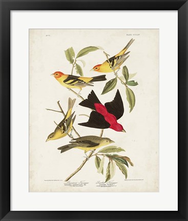 Framed Pl 354 Louisiana Tanager Print