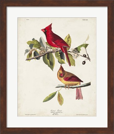 Framed Pl 158 Cardinal Grosbeak Print