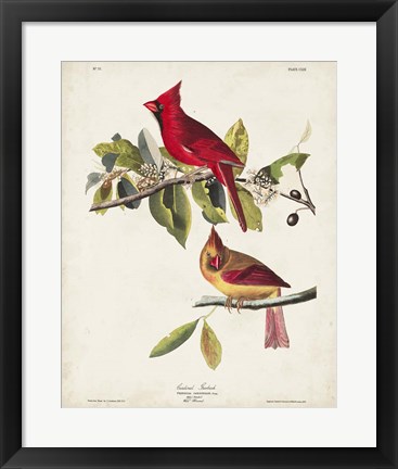 Framed Pl 158 Cardinal Grosbeak Print