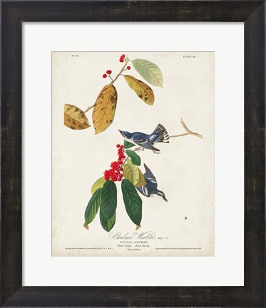 Framed Pl 48 Cerulean Warbler Print