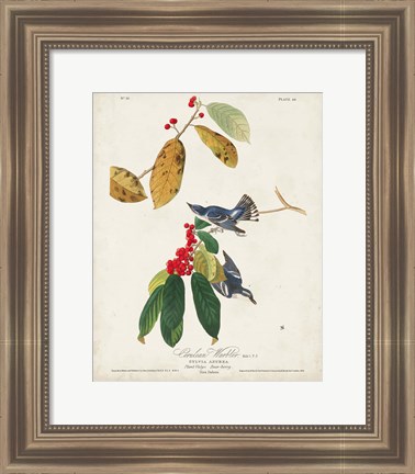 Framed Pl 48 Cerulean Warbler Print