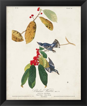 Framed Pl 48 Cerulean Warbler Print