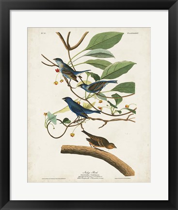 Framed Pl 74 Indigo Bird Print