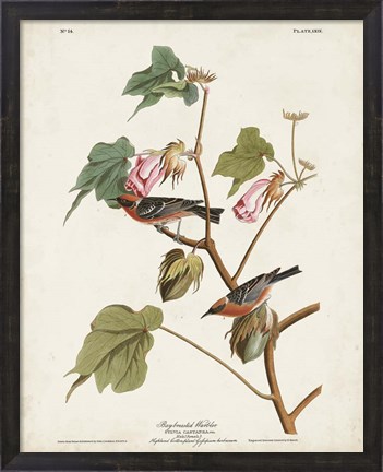 Framed Pl 69 Bay-breasted Warbler Print
