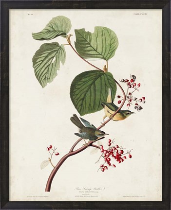 Framed Pl 148 Pine Swamp Warbler Print