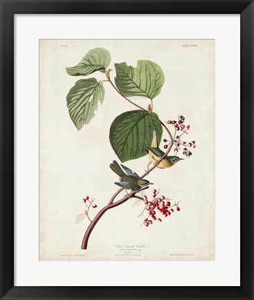 Framed Pl 148 Pine Swamp Warbler Print