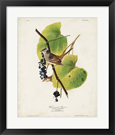 Framed Pl 114 White-crowned Sparrow Print