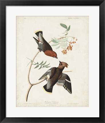 Framed Pl 363 Bohemian Chatterer Print