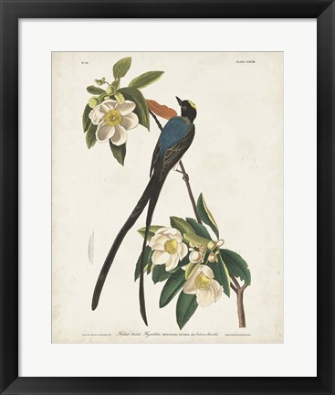 Framed Pl 168 Fork-tailed Flycatcher Print