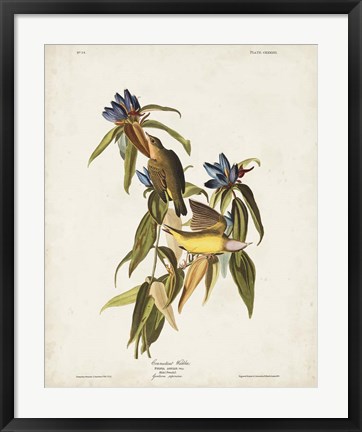 Framed Pl 138 Connecticut Warbler Print