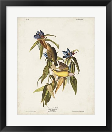 Framed Pl 138 Connecticut Warbler Print