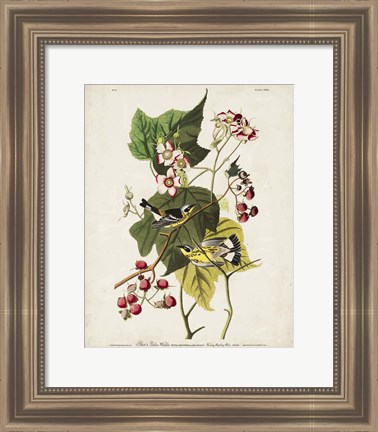 Framed Pl 123 Black &amp; Yellow Warbler Print