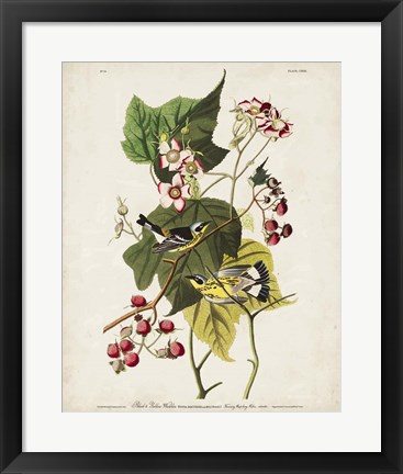 Framed Pl 123 Black &amp; Yellow Warbler Print