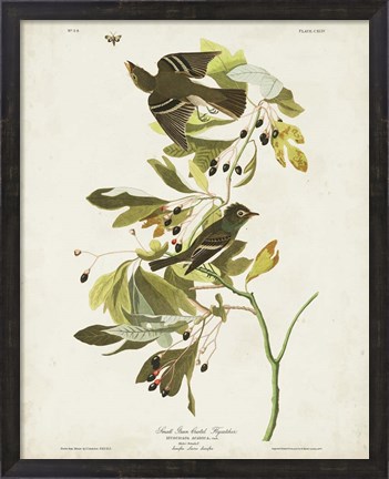 Framed Pl 144 Small Green-crested Flycatcher Print