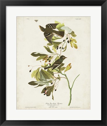 Framed Pl 144 Small Green-crested Flycatcher Print