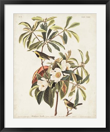 Framed Pl 185 Bachman&#39;s Warbler Print