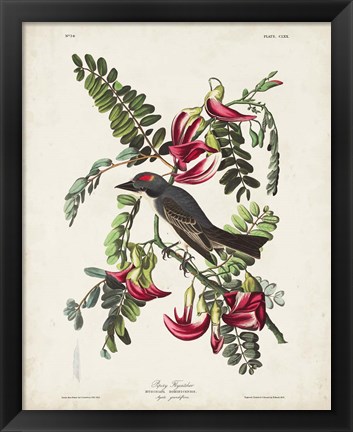 Framed Pl 170 Pipiry Flycatcher Print