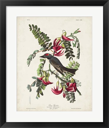 Framed Pl 170 Pipiry Flycatcher Print