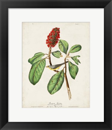 Framed Pl 5 Bonaparte&#39;s Flycatcher Print