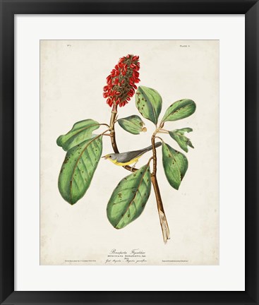 Framed Pl 5 Bonaparte&#39;s Flycatcher Print