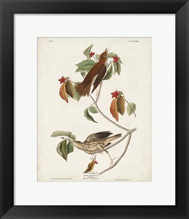 Framed Pl 73 Wood Thrush Print