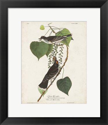 Framed Pl 79 Tyrant Flycatcher Print