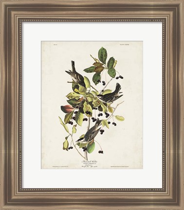 Framed Pl 133 Black Poll Warbler Print