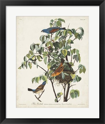 Framed Pl 122 Blue Grosbeak Print