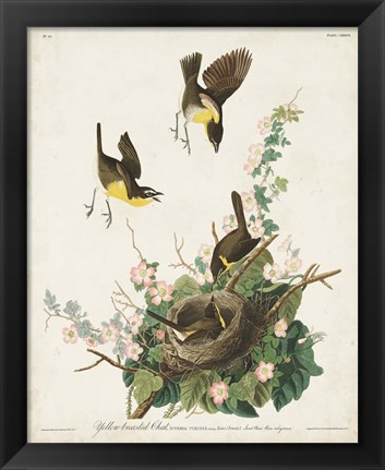 Framed Pl 137 Yellow-breasted Chat Print