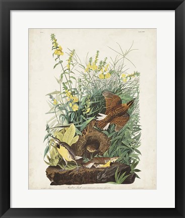 Framed Pl 136 Meadow Lark Print