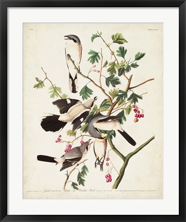 Framed Pl 192 Great Cinereous Shrike Print