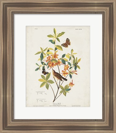 Framed Pl 198 Swainson&#39;s Warbler Print